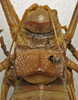 CollectionObject 1535959; 6f79ee15-dc38-4516-b718-cca6615d0ba6: female pronotum, dorsal view (paralectotype). (CollectionObject).