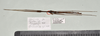 CollectionObject 1598208; QM T246825, 350e8788-2eba-44c5-89a1-27aaa31c73e3: copyright QM. male, dorsal view (holotype). (CollectionObject).