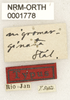 CollectionObject 1529781; 66931fa1-2cb6-499b-820f-e8f28854dfad: labels (holotype). (CollectionObject).