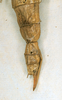 CollectionObject 1561281; a9e14319-843f-4d76-94be-7206ca74987c: copyright UZIU, Uppsala. female: end of abdomen of synonym Phasma grandis (holotype). (CollectionObject).