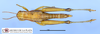 CollectionObject 1565633; MLP1011', ae594e7e-e45e-417b-b8c5-3c6776975681: female, dorsal view (paratype). (CollectionObject).