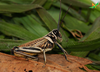 CollectionObject 2280459; d30ee321-b6e3-47d8-98da-2cfbbfd788ea, Unioeste Cascavel K-1313: Male, in vivo, lateral view. (CollectionObject).
