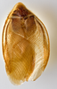 CollectionObject 1567086; 3d7859b7-1447-47d5-9a32-84e7a16e41bc: Photo by Heidi Hopkins. Holotype, adult male, dorsal habitus. (CollectionObject).