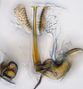 Aedeagus, ventral view: (Observation).