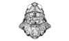 Aucacris bullocki Rehn, 1943: Fig. 5. female, head and pronotum, dorsal view. (Otu).