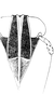 Head: !! display not done !! on Sogatella kolophon (Kirkaldy, 1907): Face. (Observation).