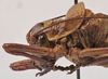 CollectionObject 1573775; 0a7072a0-1544-447c-b29a-3d5bf2a6542d: female pronotum lateral (paratype). (CollectionObject).