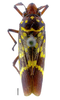 Habitus, dorsal view: !! display not done !! on Cicciana latreillei (Distant, 1908): Specimen from Parque Nacional do Itatiaia, Southeastern Brazil, by C. M. F. Silva 2014. (Observation).