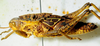 CollectionObject 1498670; bddef776-7ce5-4137-86d1-7f64c0a23ca4: female, lateral view. (CollectionObject).