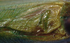 CollectionObject 1522700; c5f8aaa4-ac8f-4230-8f5d-4046ac8f8d82: male stridulatory apparatus (holotype). (CollectionObject).
