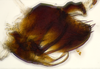 Pygofer, lateral view on Bhatia Distant, 1908 nsp 841792: (Observation).