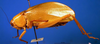 CollectionObject 1500579; 813857f5-1a9e-4487-b33a-33b43c62878d: female, lateral view (syntype). (CollectionObject).