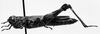 CollectionObject 1541623; 2cc3af00-27e2-47e0-adeb-819b06fb0e0e: Image Carbonell, C.S. female, lateral view (allotype). (CollectionObject).