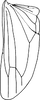 Hind wing: Hind wing (I. longiprocessa Cao, Huang & Zhang). (Observation).