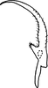 Stylus: !! display not done !! on Typhlocyba modesta Gibson, 1917: Stylus. (Observation).