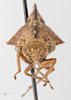 Head: !! display not done !! on Telamona ampelopsidis tigrina Ball, 1931: (Observation).