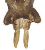 CollectionObject 1578147; c97c2ea3-e639-40e7-ab73-e4020d0859b8: adult male, terminalia, dorsal view. (CollectionObject).