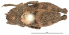 CollectionObject 1521867; OUM 749, ae9c4b61-2a3e-4414-849a-d97ce1862d31: female, dorsal view (syntype). (CollectionObject).