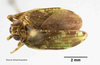 Habitus, dorsal view on Tetricodes polyphemus Fennah, 1956: (Observation).