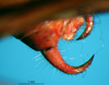 CollectionObject 1502887; fc3d4f6a-294d-42f2-ad8b-dcb2acb266b3: male cerci. (CollectionObject).
