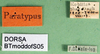CollectionObject 1502689; bc8a5a50-d4ef-4e11-ba4e-d0aa1a01bc8b: labels (paratype of Metrioptera dofleini). (CollectionObject).