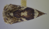 Habitus, dorsal view on Cyrtolobus parvulus Woodruff, 1924: (Observation).