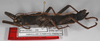 Peruphasma schultei Conle & Hennemann, 2005: copyright F. Hennemann. female (paratype). (Otu).