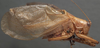 CollectionObject 1476045; 1006c014-b5e0-4756-b06a-262860ccefe6: male, lateral view (syntype). (CollectionObject).