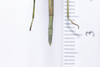 CollectionObject 1573902; 08b362b2-c898-4982-970f-c8bd8d5200c0: copyright Murcia. female (holotype), abdomen, dorsal view. (CollectionObject).