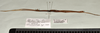 CollectionObject 1598208; QM T246825, 350e8788-2eba-44c5-89a1-27aaa31c73e3: copyright QM. male, lateral view (holotype). (CollectionObject).