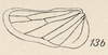 Hind wing on Eicissus decipiens Fowler, 1897: (Observation).
