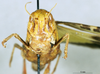 CollectionObject 1507273; 429665a1-5b58-4d45-8b71-9d6e87f7b206: female, frontal view (paratype of Gastrimargus transvaalensis). (CollectionObject).