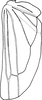 Hind wing: !! display not done !! on Limassolla (Limassolla) multimacula Chiang, Lee & Knight, 1988: Hind wing. (Observation).