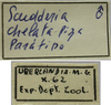 CollectionObject 1542968; f52c993f-62f9-48b3-8ff6-2b0cfae54358: male, labels (paratype). (CollectionObject).