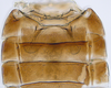 Abdomen, sternal apodemes, ventral view: (Observation).