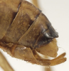 CollectionObject 1537417; 2e1c51b7-c5a3-4766-ac35-018e544d582b: male cerci (paratype). (CollectionObject).