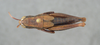 CollectionObject 2008369; bb6543a0-20bc-4d7f-933d-ac8b9f821439: brown female, dorsal view. (CollectionObject).