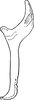 Aedeagus, lateral view: Aedeagus, lateral view. (Observation).