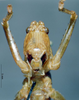 CollectionObject 1504998; f4e9555b-d4aa-4d3a-be7a-4bc0fb6ee47d, DORSA D06T805: male frons (holotype). (CollectionObject).
