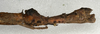 CollectionObject 1559448; NMW 561, 3b05fc0f-bb3e-4974-80aa-f2523c0f0440: copyright NMW, Vienna. female: end of abdomen, lateral view of synonym Prisomera thoracicum (holotype). (CollectionObject).
