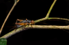 FieldOccurrence 3523; 30031437-ff24-40e6-b4da-9035ecc0cd65; Brazil: Rio de Janeiro
Rio de Janeiro, Parque Nacional da Tijuca, 2021/09/10-2021/09/11
Pedro Souza-Dias: female. (FieldOccurrence).