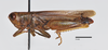 CollectionObject 1533429; 4d810f66-2626-4400-ac5f-3223257ee5af, USNM #9749: male, lateral view (lectotype). (CollectionObject).