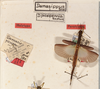 CollectionObject 1558273; 380715cc-c4da-4c6e-8cd7-43bf3d1df49c: copyright ZMUH, Hamburg. female (lectotype) [labels for missing male (paralectotype) on left]. (CollectionObject).