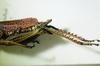 CollectionObject 1498688; 4746ba91-851a-4eab-8bfa-fe04b2b3381f: female abdomen tip, lateral view. (CollectionObject).