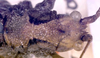 CollectionObject 1517010; b5e1bf13-9a48-443e-ac2f-50fa22a81056: male head and pronotum, dorsal view (holotype). (CollectionObject).