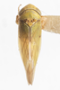 Habitus, dorsal view on Colladonus cachellus Ball, 1937: (Observation).