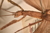 CollectionObject 1561316; b414e1dc-8993-42e9-9cb7-4610bec32019: copyright OUMNH. female: head & thorax, lateral view of synonym Metriotes dictys (holotype). (CollectionObject).