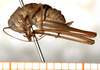 female, lateral view. Depicts CollectionObject 1532992; 28537e2c-bfbe-4e6e-96ae-9adefc9bd5ff, a CollectionObject.