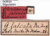 CollectionObject 1530862; b7ca62af-4af9-476c-9e22-16ebb7062df7: labels (syntype of Prosopogryllacris falcata). (CollectionObject).