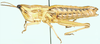 Hemicharilaus monomorphus (Uvarov, 1929): female, lateral view. (Otu).